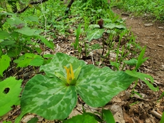 Trillium luteum