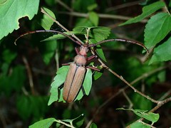 Aegolipton marginale