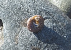 Calliostoma tricolor