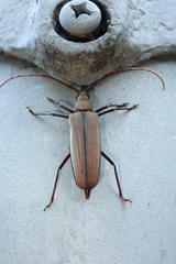 Aegolipton marginale