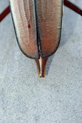 Aegolipton marginale