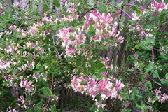 Lonicera × americana