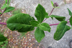 Lonicera × americana