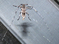 Acanthocinus nodosus