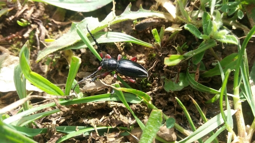 fuzáč piesočný (Dorcadion pedestre)