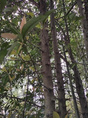Photinia bodinieri