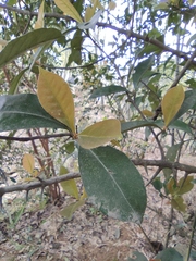 Photinia bodinieri