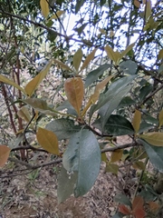 Photinia bodinieri