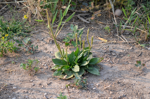 Chinese plantain (Plantago asiatica)