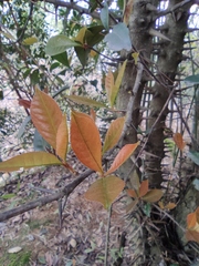 Photinia bodinieri