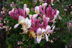 Lonicera × americana