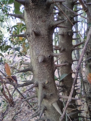 Photinia bodinieri