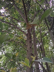 Photinia bodinieri
