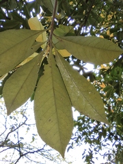 Photinia bodinieri