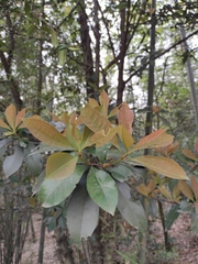 Photinia bodinieri