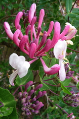 Lonicera × americana