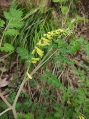 Corydalis balansae