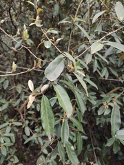 Elaeagnus lanceolata