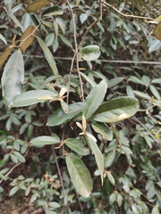 Elaeagnus lanceolata
