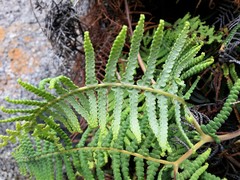 Gleichenia rupestris