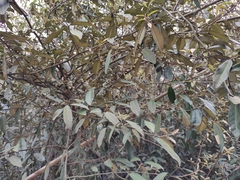Elaeagnus lanceolata