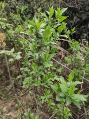 Weigela florida