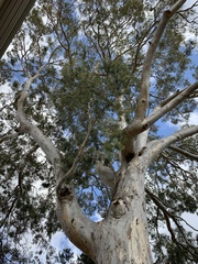 Eucalyptus camaldulensis
