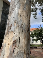 Eucalyptus camaldulensis