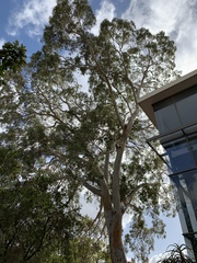 Eucalyptus camaldulensis