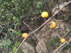 Solanum aculeatissimum