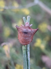 Ventocoris falcatus