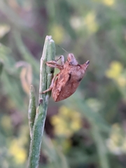 Ventocoris falcatus