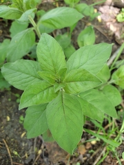 Lysimachia punctata