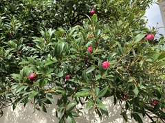 Syzygium australe