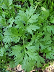 Artemisia vulgaris