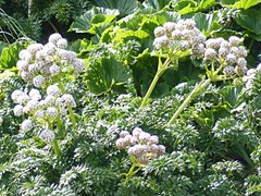 Anisotome latifolia