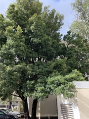 Syzygium australe