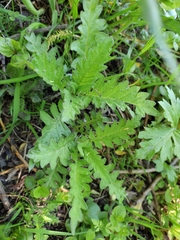 Lycopus europaeus