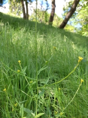 Sisymbrium officinale