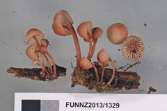 Mycena parsonsii
