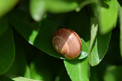 Cepaea nemoralis