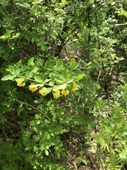 Berberis × ottawensis