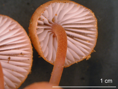 Mycena parsonsii