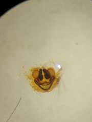 Parasteatoda merapiensis