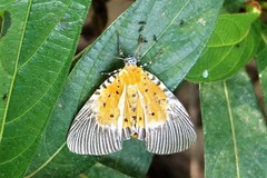 Peridrome orbicularis