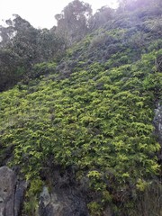 Gleichenia rupestris