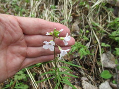 Cardamine trifida