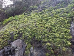 Gleichenia rupestris