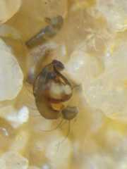 Cyrtophora cylindroides