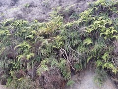 Gleichenia rupestris